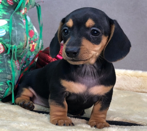 comprar cachorros sanos, baratos y asequibles para la venta